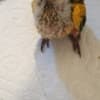 Sun Conures photo 1