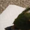 Sun Conures photo 4