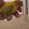 Fisher lovebirds photo 1