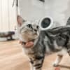 Rehoming Adorable British Shorthair Tabby photo 1