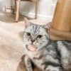Rehoming Adorable British Shorthair Tabby photo 2