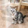 Rehoming Adorable British Shorthair Tabby photo 3