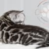 Silver Bengal with big clouded rosettes photo 3