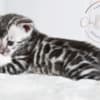 Silver Bengal with big clouded rosettes photo 2