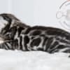 Silver Bengal with big clouded rosettes photo 4