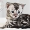 Silver Bengal with big clouded rosettes photo 5