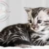Silver Bengal with big clouded rosettes photo 6