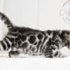 Silver Bengal with big clouded rosettes photo 7