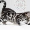 Silver Bengal with big clouded rosettes photo 1
