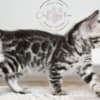 Silver Bengal with big clouded rosettes photo 8