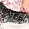 Silver Bengal with big clouded rosettes photo 11