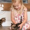 Brown Bengal Kittens with Beautiful Clear Rosettes photo 3