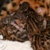 Brown Bengal Kittens with Beautiful Clear Rosettes photo 5