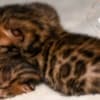 Brown Bengal Kittens with Beautiful Clear Rosettes photo 6