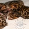 Brown Bengal Kittens with Beautiful Clear Rosettes photo 7