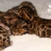 Brown Bengal Kittens with Beautiful Clear Rosettes photo 8
