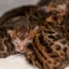 Brown Bengal Kittens with Beautiful Clear Rosettes photo 9
