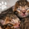 Brown Bengal Kittens with Beautiful Clear Rosettes photo 1
