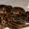Brown Bengal Kittens with Beautiful Clear Rosettes photo 10