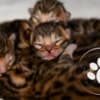 Brown Bengal Kittens with Beautiful Clear Rosettes photo 11