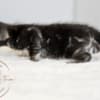 Marbled Bengal Kitten Available in Texas photo 3