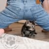 Marbled Bengal Kitten Available in Texas photo 4