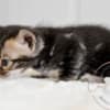 Marbled Bengal Kitten Available in Texas photo 5