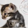 Marbled Bengal Kitten Available in Texas photo 1