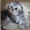 British/ Scottish kittens photo 1