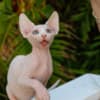 Sphynx kittens in Honolulu, Hawaii photo 1