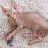 Sphynx kittens in Honolulu, Hawaii photo 2