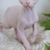 Sphynx kittens in Honolulu, Hawaii photo 3