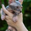 Sphynx kittens in Honolulu, Hawaii photo 4