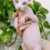 Sphynx kittens in Honolulu, Hawaii photo 6