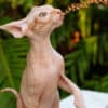 Sphynx kittens in Honolulu, Hawaii photo 7