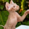 Sphynx kittens in Honolulu, Hawaii photo 3