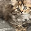 Scottish Fold/Straight kittens looking for new home (Valley Village) photo 3