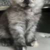 Scottish Fold/Straight kittens looking for new home (Valley Village) photo 1