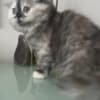 Scottish Fold/Straight kittens looking for new home (Valley Village) photo 4