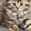 Scottish Fold/Straight kittens looking for new home (Valley Village) photo 5