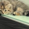 Scottish Fold/Straight kittens looking for new home (Valley Village) photo 6