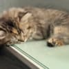 Scottish Fold/Straight kittens looking for new home (Valley Village) photo 7