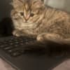 Scottish Fold/Straight kittens looking for new home (Valley Village) photo 8