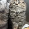 Scottish Fold/Straight kittens looking for new home (Valley Village) photo 9
