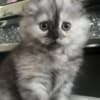 Scottish Fold/Straight kittens looking for new home (Valley Village) photo 10