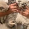 Persian/Himalayan kittens for sale photo 1