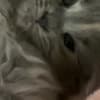 Persian/Himalayan kittens for sale photo 2