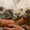 Persian/Himalayan kittens for sale photo 3
