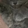 Persian/Himalayan kittens for sale photo 4