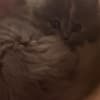Persian/Himalayan kittens for sale photo 5